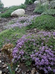 Attēlu rezultāti vaicājumam “Thymus serpyllum flower”
