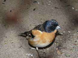 Attēlu rezultāti vaicājumam “Fringilla montifringilla”