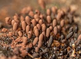 Attēlu rezultāti vaicājumam “Comatricha meandrispora macro”