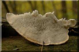 Attēlu rezultāti vaicājumam “Postia leucomallella”