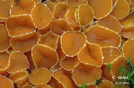 Attēlu rezultāti vaicājumam “Byssonectria fusispora”