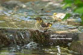 Image result for Dendroica tigrina