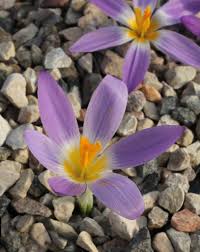 Attēlu rezultāti vaicājumam “Crocus vernus subsp. vernus”