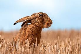 Attēlu rezultāti vaicājumam “Lepus europaeus adult”