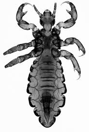 Attēlu rezultāti vaicājumam “Phthiraptera”