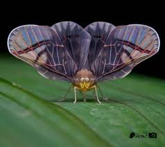 Attēlu rezultāti vaicājumam “Diderma ochraceum macro”