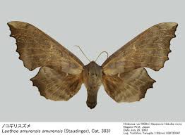 Attēlu rezultāti vaicājumam “Laothoe amurensis”