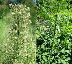 Attēlu rezultāti vaicājumam “Erigeron canadensis”