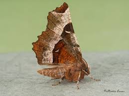 Attēlu rezultāti vaicājumam “Selenia tetralunaria”