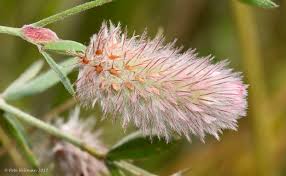 Attēlu rezultāti vaicājumam “Trifolium arvense”