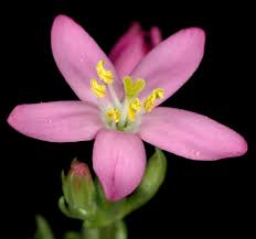Image result for Centaurium erythraea