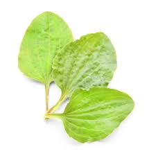 Attēlu rezultāti vaicājumam “Plantago uniflora leaf”