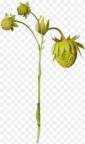 Attēlu rezultāti vaicājumam “Fragaria viridis fruit”