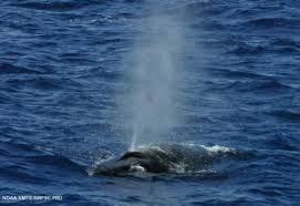 Image result for Balaenoptera borealis
