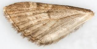 Attēlu rezultāti vaicājumam “Eupithecia succenturiata”