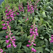 Image result for Digitalis purpurea