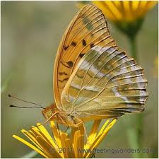 Attēlu rezultāti vaicājumam “Argynnis paphia male”