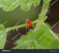 Attēlu rezultāti vaicājumam “Bryobia praetiosa”