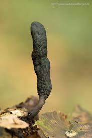 Attēlu rezultāti vaicājumam “Coriolopsis trogii”