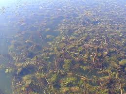 Attēlu rezultāti vaicājumam “Myriophyllum spicatum”