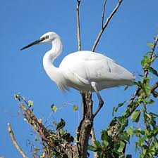 Image result for Egretta garzetta
