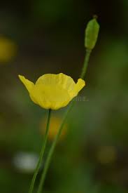 Image result for Meconopsis cambrica