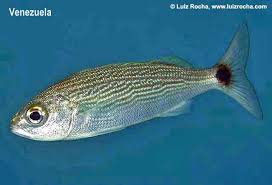 Image result for Haemulon sciurus