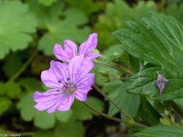 Attēlu rezultāti vaicājumam “Geranium pyrenaicum”