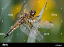 Attēlu rezultāti vaicājumam “Libellula quadrimaculata exuvia”