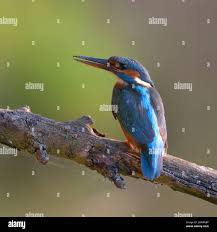 Attēlu rezultāti vaicājumam “Alcedo atthis nest”