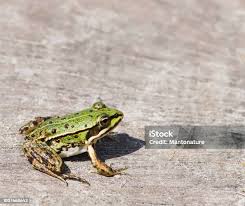 Attēlu rezultāti vaicājumam “Pelophylax juvenile”