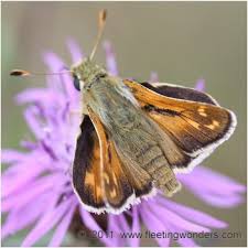 Attēlu rezultāti vaicājumam “Hesperia comma male”