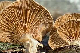 Attēlu rezultāti vaicājumam “Panellus stipticus”