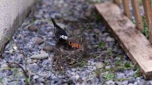 Attēlu rezultāti vaicājumam “Motacilla alba nest”