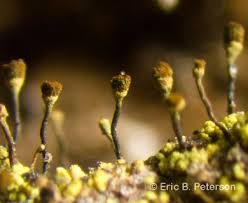 Attēlu rezultāti vaicājumam “Chaenotheca chlorella”