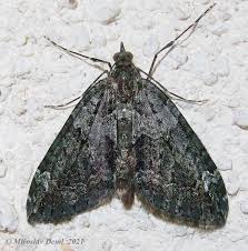 Attēlu rezultāti vaicājumam “Chloroclysta siterata”