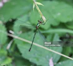Attēlu rezultāti vaicājumam “Chalcolestes viridis”