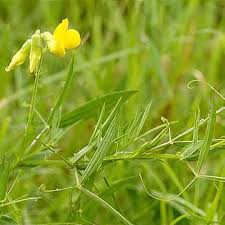Attēlu rezultāti vaicājumam “Lathyrus pratensis flower”