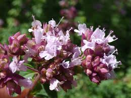 Attēlu rezultāti vaicājumam “Origanum majorana flower”