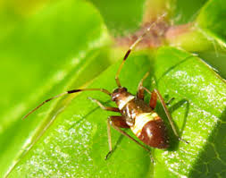 Attēlu rezultāti vaicājumam “Closterotomus biclavatus imago”