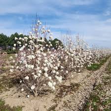 Attēlu rezultāti vaicājumam “Magnolia x loebneri flower”