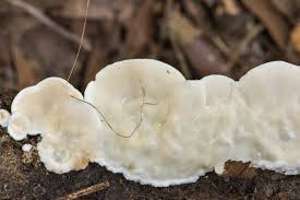 Attēlu rezultāti vaicājumam “Antrodiella semisupina”