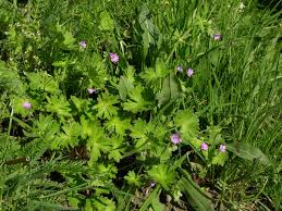 Attēlu rezultāti vaicājumam “Geranium molle”