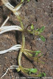 Attēlu rezultāti vaicājumam “Elatine hydropiper”