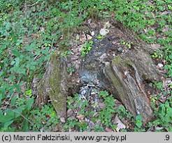 Attēlu rezultāti vaicājumam “Perenniporia medulla-panis”