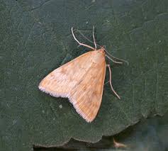 Attēlu rezultāti vaicājumam “Sitochroa verticalis”