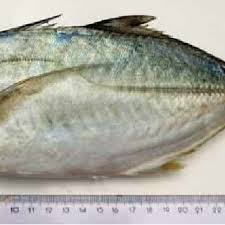 Image result for Caranx crysos