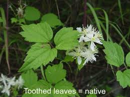 Attēlu rezultāti vaicājumam “Clematis leaf”