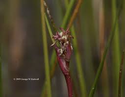 Attēlu rezultāti vaicājumam “Scheuchzeria palustris”