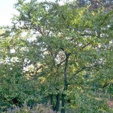 Attēlu rezultāti vaicājumam “Lycogala botrydium sessile”